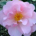 Camellia x williamsii